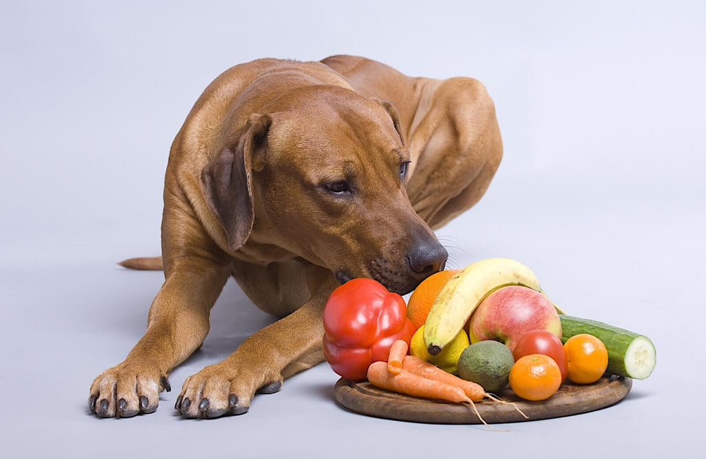 Which fruits can my dog eat?